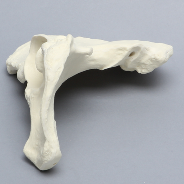 Hemi Pelvis, Female, Solid Foam, Left