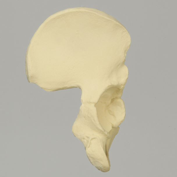 Hemi Pelvis, Pediatric, Solid Foam, Right