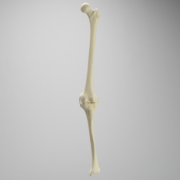 Knee with Three Stretch Cord Ligaments, Full Length, Small