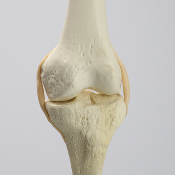Knee with Three Stretch Tube Ligaments, Full Length, Solid Foam