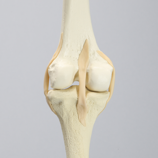 Knee with Three Stretch Tube Ligaments, Full Length, Solid Foam