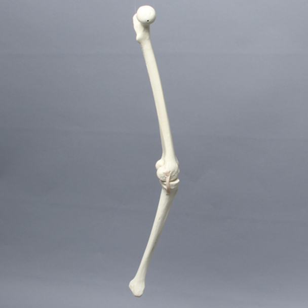 Knee with Three Stretch Tube Ligaments, Full Length