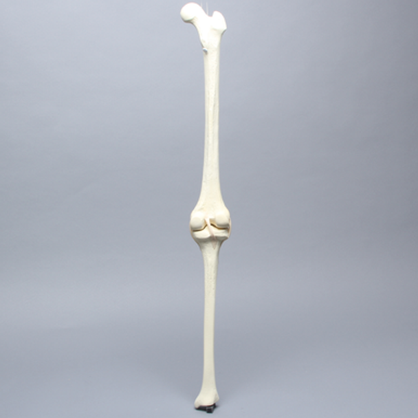 Knee with Patella and Three Stretch Tube Ligaments, Full Length