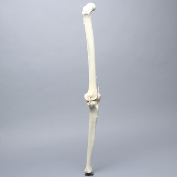 Knee with Patella and Three Stretch Tube Ligaments, Full Length