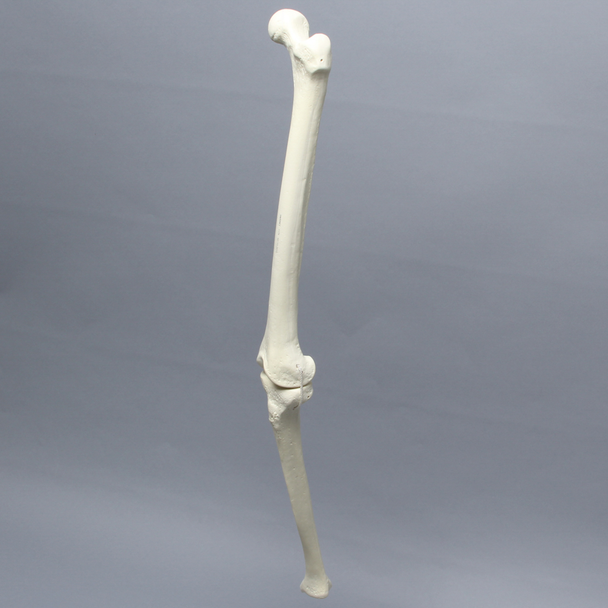 Knee with Three Non-Stretch Ligaments, Full Length, Medium, Left