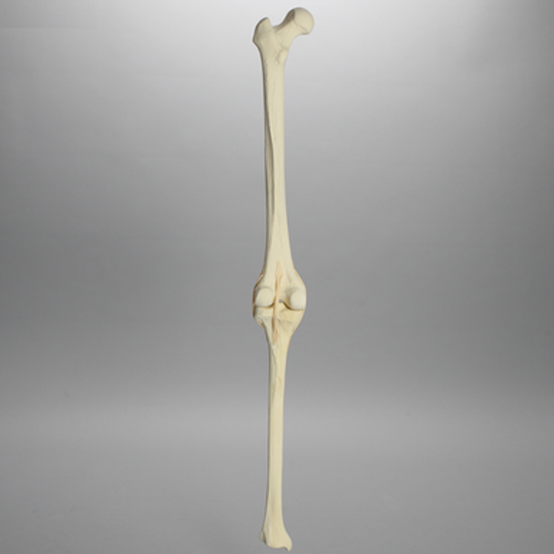 Knee with Three Stretch Cord Ligaments and Light Density Cancellous, Full Length