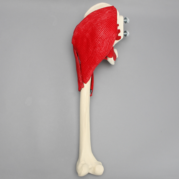 Hemi Pelvis with Full Femur and Muscles