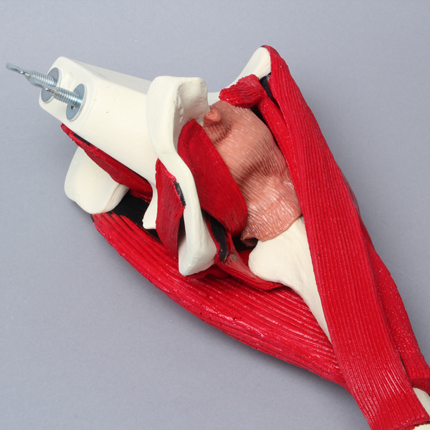 Hemi Pelvis with Full Femur and Muscles