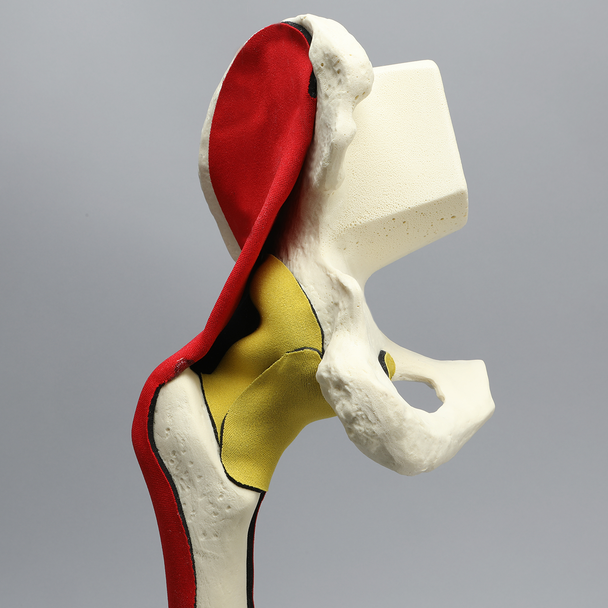 Hemi Pelvis, Encapsulated with Full Femur