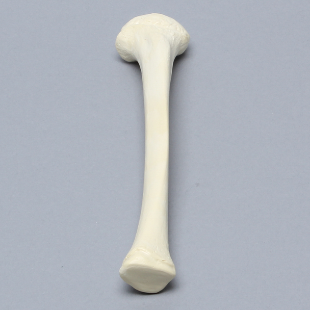 Tibia with Epiphyseal Line, Pediatric