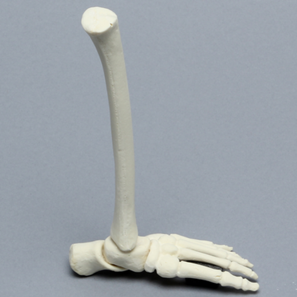 Foot and Ankle, Pediatric with Full Tibia and Fibula