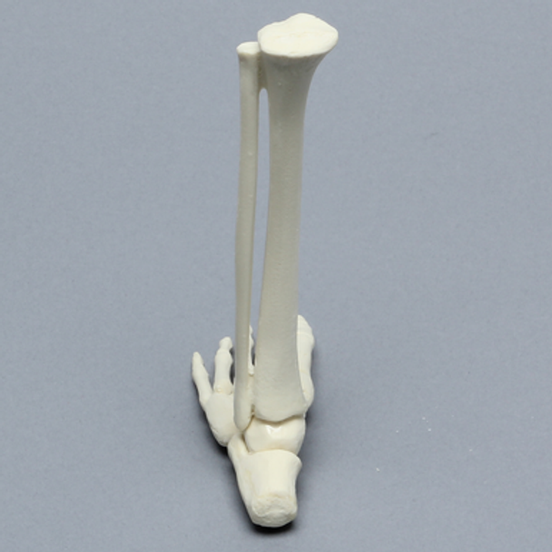 Foot and Ankle, Pediatric with Full Tibia and Fibula