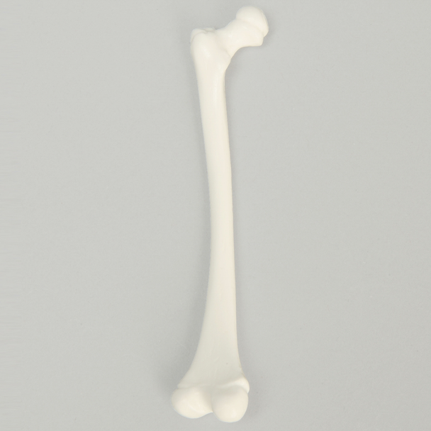 Femur, Pediatric, Solid White Plastic, Left