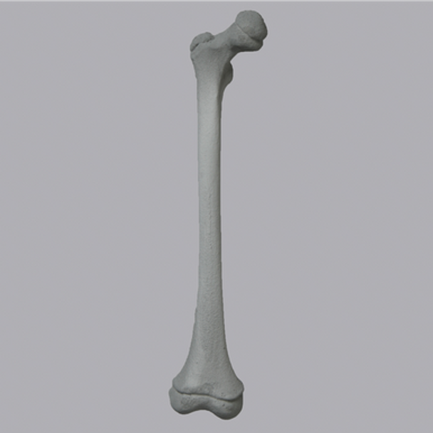Femur, Pediatric with Radiopaque, Right
