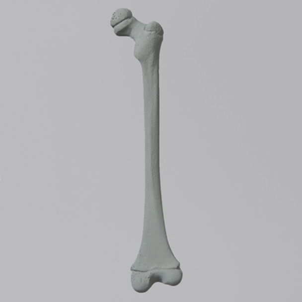 Femur, Pediatric with Radiopaque, Right