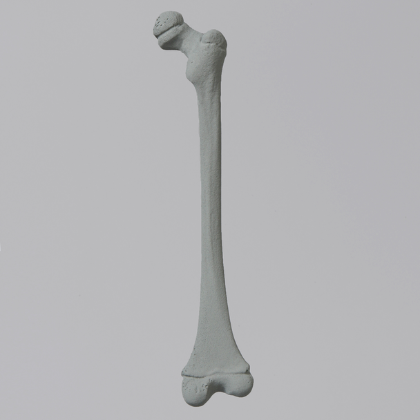 Femur, Pediatric with Radiopaque, Right