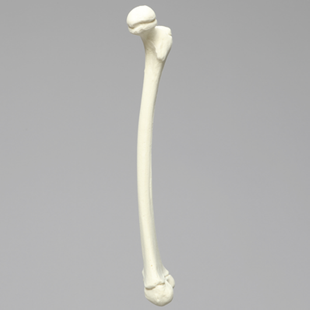 Femur, Pediatric, Solid Foam, Right