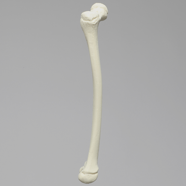 Femur, Pediatric, Solid Foam, Right
