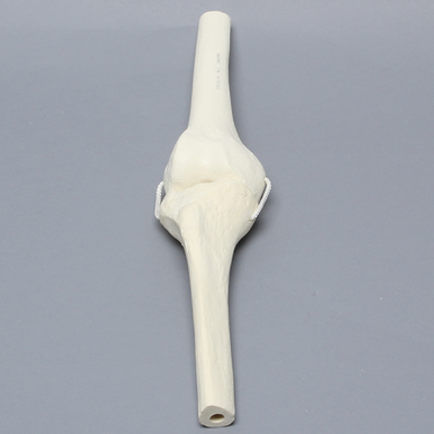 Knee Joint with Four Non-Stretch Ligaments, Solid Foam, Right, Medium