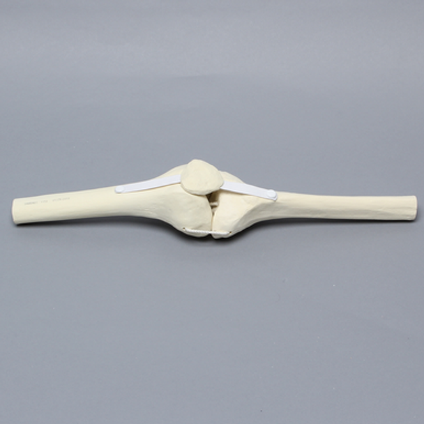 Knee Joint with Patella and Four Non-Stretch Ligaments, Solid Foam, Right, Medium