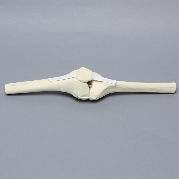 Knee Joint with Patella and Four Non-Stretch Ligaments, Solid Foam, Right, Medium