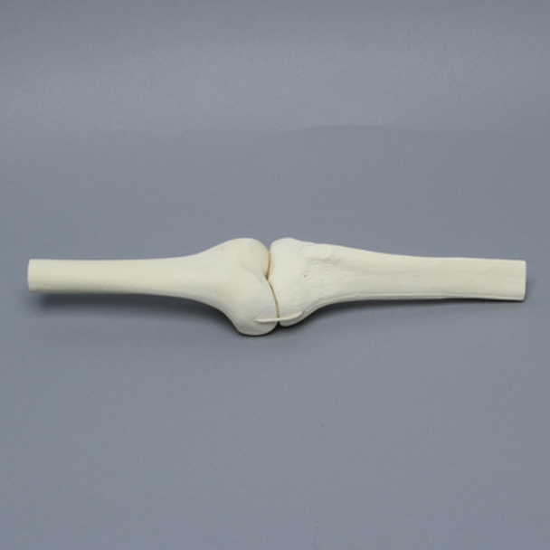 Knee Joint with Stretch Cord Collateral Ligaments and ACL Guide Holes, Solid Foam