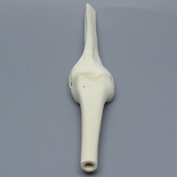 Knee Joint with Stretch Cord Collateral Ligaments and ACL Guide Holes, Solid Foam