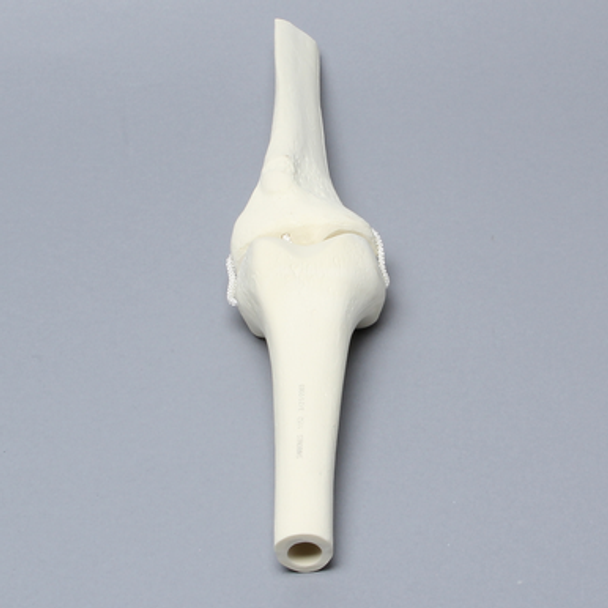 Knee Joint with Four Non-Stretch Ligaments, Solid Foam, Medium