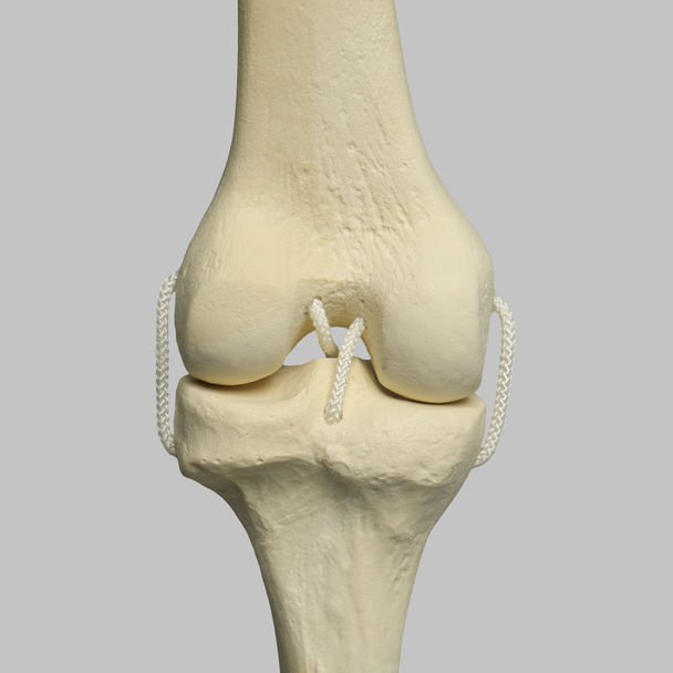 Knee Joint with Four Non-Stretch Ligaments, Solid Foam, Medium