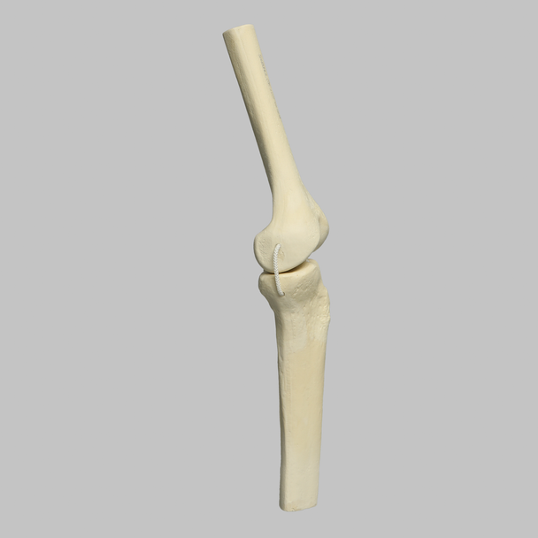 Knee Joint with Four Non-Stretch Ligaments, Solid Foam, Medium