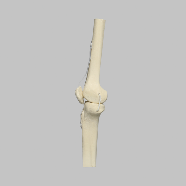 Knee Joint with Patella and Four Non-Stretch Ligaments, Solid Foam, Medium