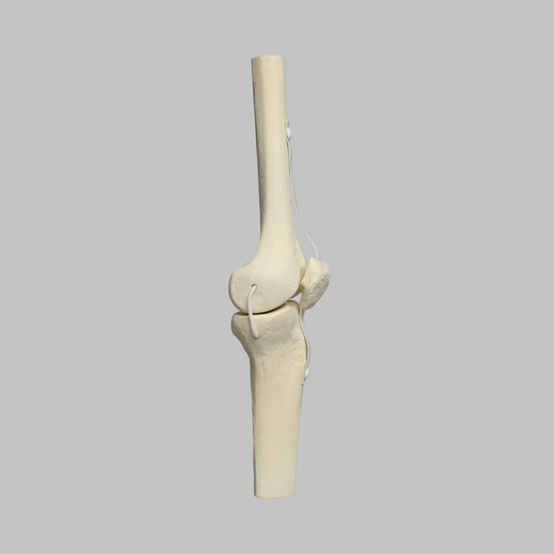 Knee Joint with Patella and Four Non-Stretch Ligaments, Solid Foam, Medium