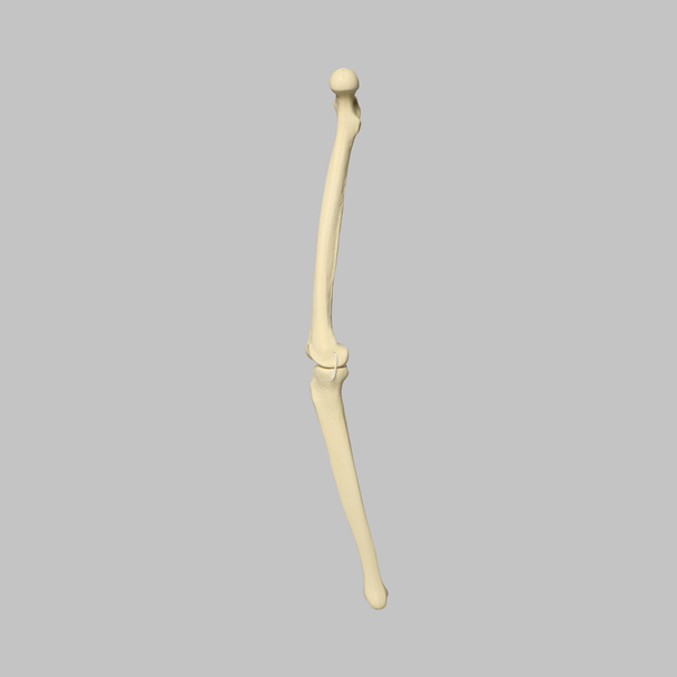 Knee with Three Non-Stretch Ligaments, Full Length, Medium, Right