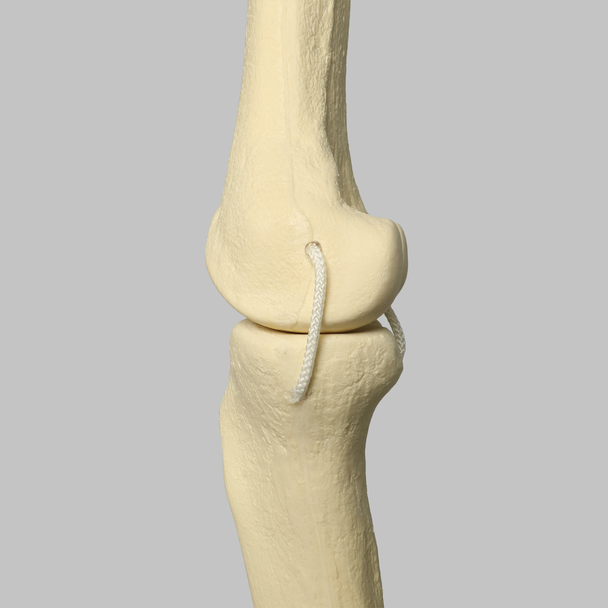 Knee with Three Non-Stretch Ligaments, Full Length, Medium, Right