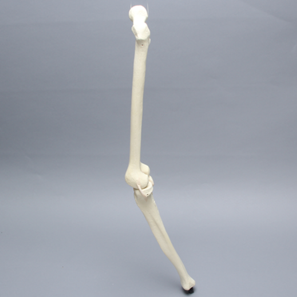 Knee with Four Stretch Tube Ligaments, Full Length