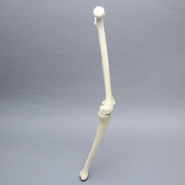 Knee with Four Stretch Tube Ligaments, Full Length