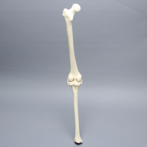 Knee with Four Stretch Tube Ligaments, Full Length