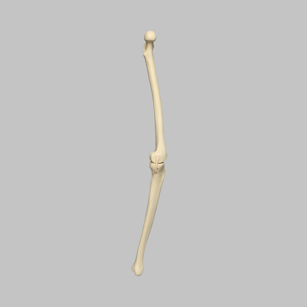 Knee with Four Stretch Tube Ligaments, Full Length