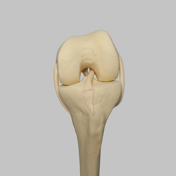 Knee with Four Stretch Tube Ligaments, Full Length