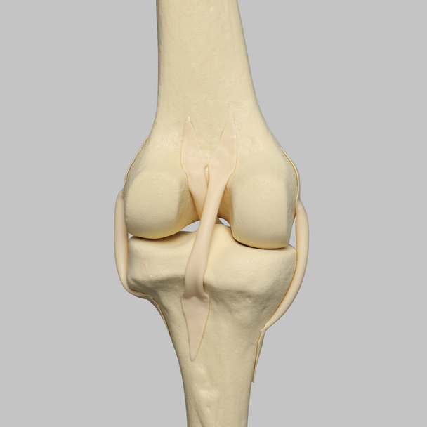 Knee with Four Stretch Tube Ligaments, Full Length