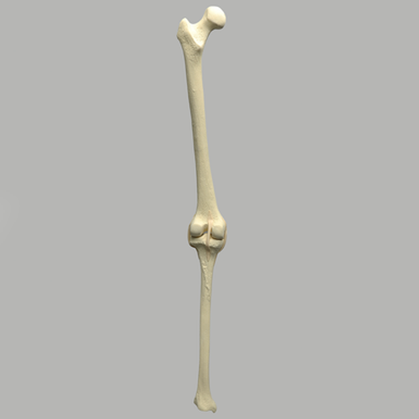Knee with Three Stretch Tube Ligaments and Narrow Intercondylar Notch, Full Length, Left