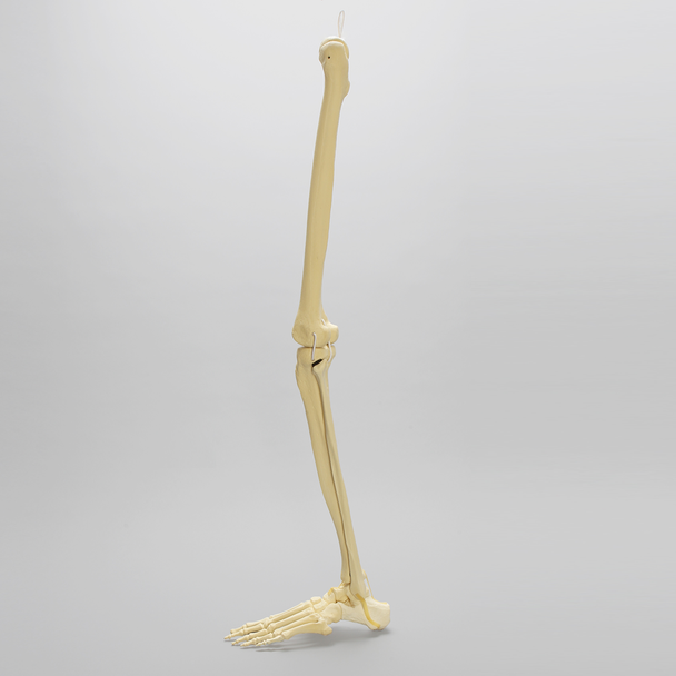 Leg Replacement for Female Hip Assembly #1302-66, Full Length