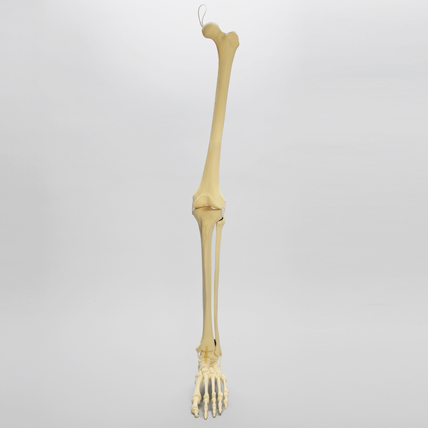 Leg Replacement for Female Hip Assembly #1302-66, Full Length