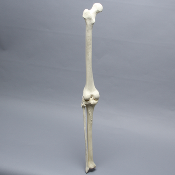 Knee with Fibula, Narrow Intercondylar Notch, and Four Non-Stretch Ligaments, Full Length
