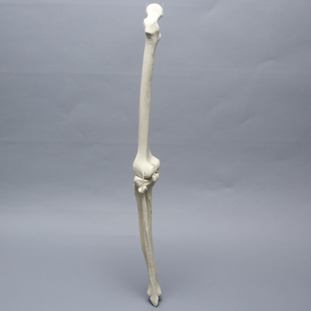 Knee with Fibula, Narrow Intercondylar Notch, and Four Non-Stretch Ligaments, Full Length