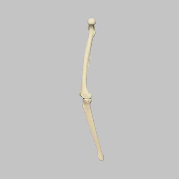 Knee with Four Stretch Cord Ligaments, Solid Foam, Right