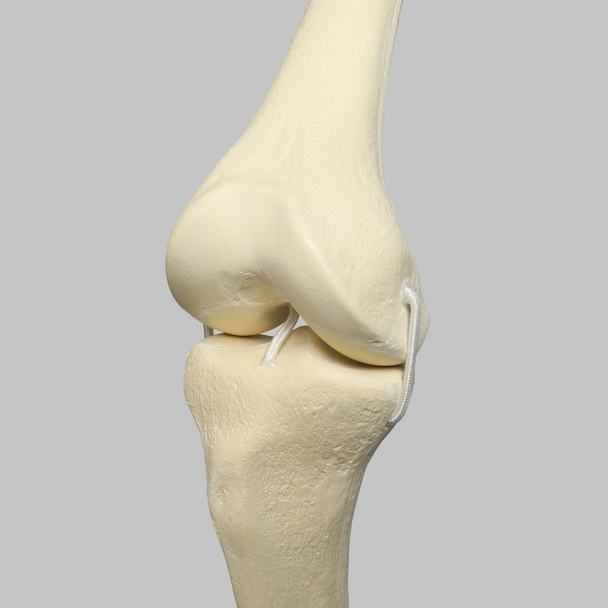 Knee with Four Stretch Cord Ligaments, Solid Foam, Right