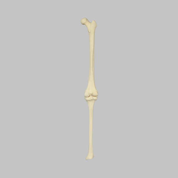 Knee with Four Stretch Cord Ligaments, Solid Foam, Right