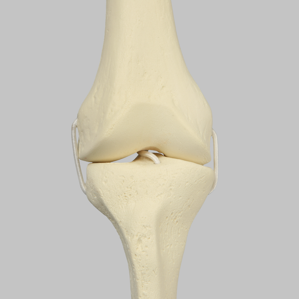 Knee with Four Stretch Cord Ligaments, Solid Foam, Right