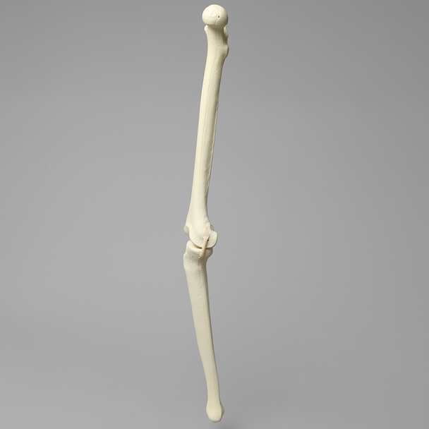 Knee with Three Stretch Tube Ligaments, Solid Foam, Right
